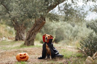 Vampir kostümü giymiş bir köpek dışarıda oyulmuş bir balkabağının yanında oturur. Cadılar Bayramı temalı sahne, neşeli evcil hayvan kostümü ile şenlikli balkabağı ve doğal çevreyi birleştirir..