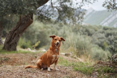 A dog sits peacefully in a natural outdoor setting with a view of the mountains behind. The calm demeanor and scenic background create a serene portrait of the pet in nature. clipart