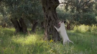 Beyaz bir teriyer ağaçta dikilip yeşil bir parka tırmanmaya çalışıyor. Köpek şakacı, tamamen daha yükseğe ulaşmaya odaklanmış..