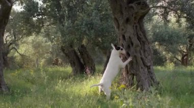 Beyaz bir teriyer yeşil bir parkta bir ağaca çarpıyor. Köpek neşeli ve enerjik görünüyor, o anda tamamen meşgul..