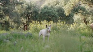 Beyaz bir teriyer ağaçlarla çevrili çimenli bir arazide tek başına duruyor. Köpek meraklı ve maceraya hazır görünüyor, doğal manzarayı keşfediyor..