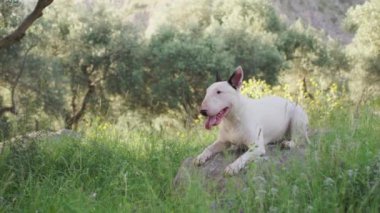 Beyaz bir teriyer, uzun ağaçlarla çevrili çimenli bir parkta dinleniyor. Köpek mutlu ve sakin görünüyor, oyun zamanı boyunca huzurlu bir mola veriyor..