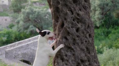 Beyaz bir teriyer çimenli bir parktaki bir ağaca şakayla atlıyor. Köpek bir şeyin peşinde gibi görünüyor ya da anın tadını çıkarıyor..