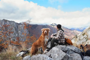 Nova Scotia Duck Tolling Retriever, sonbahar manzarasıyla çevrili kayalık bir dağ zirvesinde bir yürüyüşçüyle birlikte duruyor. Engebeli arazi ve geniş manzaralar macera duygusunu artırıyor..