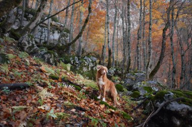 Bir Nova Scotia Duck Tolling Retriever renkli sonbahar yapraklarıyla sık bir ormanda yürüyüş yapar. Sessiz bir ortam ortama huzur katıyor..
