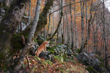 Nova Scotia Duck Tolling Retriever, sonbahar yapraklarıyla çevrili dik bir orman yolunda dikkatle yürür. Yol engebeli ve dikkatli seyrüsefer gerektiriyor..