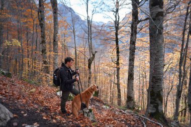 Bir yürüyüşçü ve bir Nova Scotia Duck Tolling Retriever sessiz bir ormanda sonbahar yapraklarıyla kaplı bir patika boyunca yan yana yürürler. Barışçıl ortam yolculuklarının güzelliğini arttırır..