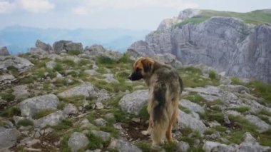 Büyük bir çoban köpeği dağlardaki kayalık bir yolda dinleniyor. Dağılmış kayalar ve yeşilliklerle çevrili. Köpek serin ortamda rahat ve memnun görünüyor..