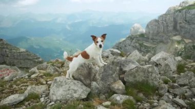Bir Jack Russell Terrier, büyük kayalar ve çimenli arazilerle çevrili dağlardaki kayalık bir tepede gururla duruyor. Köpek meraklı ve çevresini keşfetmeye hazır görünüyor..