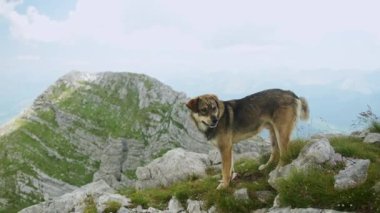 Büyük bir çoban köpeği engin bir vadiye bakan kayalık bir dağ yolunda duruyor. Köpek dikkatli ve dikkatli görünüyor, etrafındakileri alıyor..