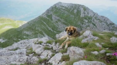 Bir çoban köpeği dağlarda engebeli kayalık bir arazide yürüyor, arka planda yüksek zirveler var. Köpek maceracı ve meraklı görünüyor, çevreyi keşfediyor..