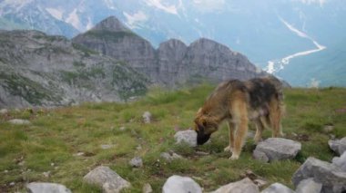 Büyük bir çoban köpeği, arka planda kayalık zirveler bulunan dağlarda otlak bir çayırı keşfeder. Köpek sakin ve odaklanmış görünüyor, açık alanın tadını çıkarıyor..
