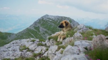 Bir çoban köpeği, aşağıdaki vadiyi uzaktan gören dağlardaki kayalık bir çıkıntıda dinleniyor. Köpek sakin ve memnun görünüyor, yüksek irtifanın tadını çıkarıyor..