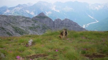 Uzun otlar ve kır çiçekleriyle çevrili dağlardaki bir tarlada büyük bir çoban köpeği duruyor. Köpek huzurlu görünüyor, dağ çevresinin huzurunun tadını çıkarıyor..