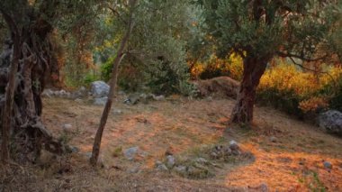 Bir Border Collie sonbahar ormanını inceler, zemini kaplayan yapraklar ve ağaçların arasından süzülen güneş ışığı ile. Köpek meraklı ve hayat dolu, mevsimsel güzelliğin tadını çıkarıyor..