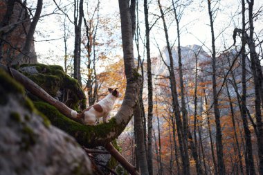 Nova Scotia Duck Tolling Retriever sonbahar yapraklarıyla dolu bir ormanda kayalık bir yol keşfeder. Engebeli arazi meraklı köpek için macera duygusunu arttırıyor..
