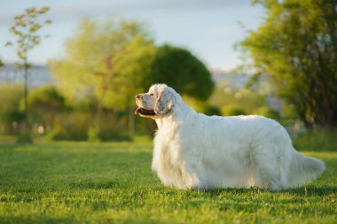 Bu Uykucu Spaniel renkli bahar çiçekleriyle çevrili sessiz bir anın tadını çıkarıyor..