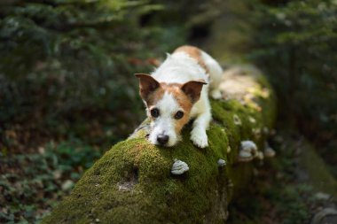 Jack Russell Terrier ormanda yosunlu bir kütüğün üzerinde yatıyor ve rahatlamış görünüyor. Doğal ortam huzurlu ve huzurlu bir atmosfer yaratır..