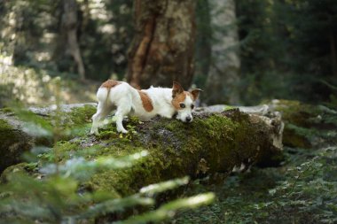 Bir Jack Russell Terrier, güneşli bir ormanda yosunlu bir kütükte yürüyor. Sahne, köpek doğal ortama uyum sağladığı için çok canlı..