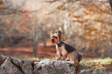 Sonbahar ormanında bir taşın üzerinde oturan Yorkshire Teriyeri..