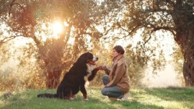 Bir kadın Bernese Dağ Köpeği ile zeytin koruluğunun altın ışığında oynuyor, anın tadını çıkarıyor..