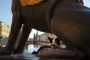 Şehirdeki büyük bir heykelin yanında şehir manzarasına karışan bir çoban köpeği yatıyor. Sahne, tarihi eserlerin varlığında köpeğin sakin tavırlarının altını çiziyor..