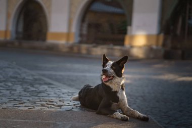 Bir köpek tarihi bir bölgede kaldırım taşlı bir sokakta oturuyor, yumuşak ışık huzurlu bir atmosfer yaratıyor. Köpek gevşemiş duruşu huzur ortamına ekliyor..