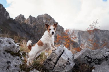 Bir Jack Russell Terrier dağlardaki kayalık araziye tırmanıyor. Açık gökyüzü ve engebeli arazi manzaralı bir yürüyüş yapar..