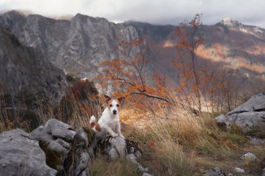 Bir Jack Russell Terrier sonbaharda dağlarda kayalık bir yol keşfeder. Engebeli arazi ve güz yaprakları vahşi ve maceralı bir manzara yaratır..