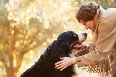 Bir kadın güneşli bir parkta Bernese Dağ Köpeğini sevgiyle kucaklıyor..