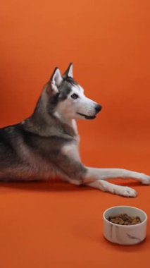 Bir Sibirya Husky 'si turuncu arka planda yemek kasesiyle sakince uzanıyor. Köpek rahatlamış ve yemeğinin tadını çıkarmaya hazır görünüyor..