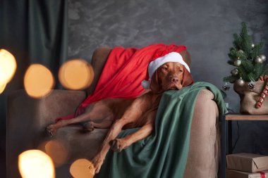 Huzurlu ve huzurlu bir Vizsla köpeği Noel Baba şapkası takıyor. Şenlik sezonunu rahat bir kanepede kutlamaya hazır.