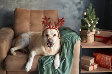 Bir Labrador av köpeği ren geyiği boynuzlarıyla kanepede uzanır, rahat bir yuvada Noel ruhunu somutlaştırır.