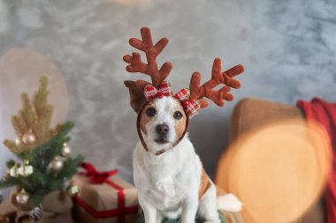 Giyinip süslenmiş bir Jack Russell Terrier köpeği Noel ruhunu yakalıyor, geyik boynuzlarıyla süslenmiş.