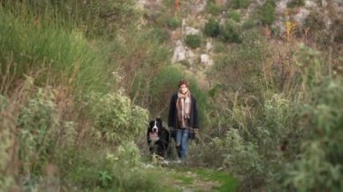 Bernese Dağ Köpeği, sahibinin eşliğinde bir zeytin koruluğunu keşfeder..