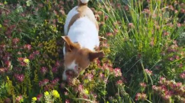 Bir Jack Russell çiçekli bir tarlada etrafı kokluyor, doğal çevreyi keşfediyor..