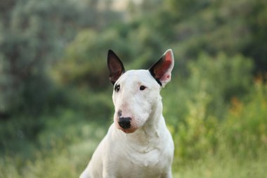 A white bull terrier sits outdoors in a grassy area, looking at the camera. The serene natural surroundings highlight the calm demeanor of the dog. clipart