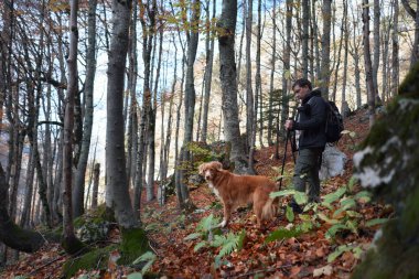 Nova Scotia Duck Tolling Retriever bir sonbahar ormanında bir yürüyüşçünün yanında yürüyor. Parlak yeşillik ve sessiz patika ormanın içinden huzurlu ve huzurlu bir yolculuk yapar..