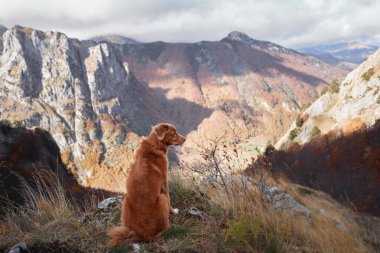 A Nova Scotia Duck Tolling Retriever sits on a rocky mountain ledge with a scenic autumn landscape. The dog gazes into the distance, enjoying the peaceful moment in nature. clipart