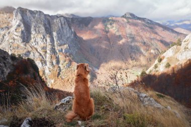 Nova Scotia Duck Tolling Retriever, canlı sonbahar renkleriyle çevrili bir dağın zirvesinde oturur. Dağların manzarası huzurlu ve maceraperest bir atmosfer yaratır..