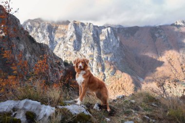 Nova Scotia Duck Tolling Retriever, sonbahar manzarasına bakan kayalık bir tepede duruyor. Engebeli arazi ve köpek duruşu macera ve keşif hissini yansıtıyor..
