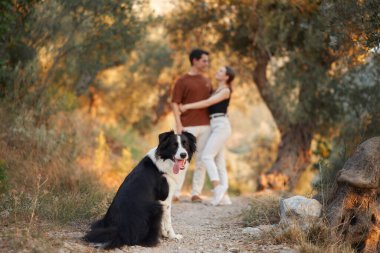 Bir Border Collie, güneşli bir orman yolunu keşfederken sahibine bakar..