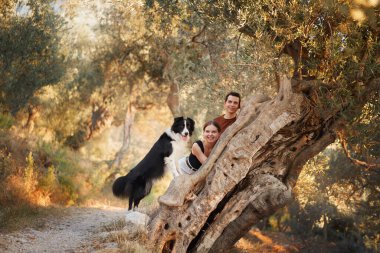 Bir Border Collie, güneşin aydınlattığı orman patikalarını keşfeder. Doğanın huzurunun tadını çıkarmak için durur..