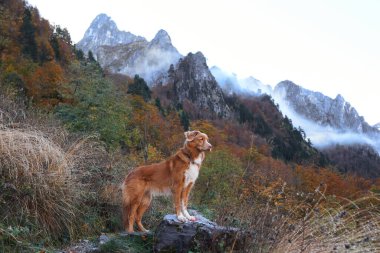 Bir Nova Scotia Duck Tolling Retriever renkli sonbahar yapraklarıyla kayalık bir dağ sırtında yürüyüş yapar. Engebeli arazi ve uzak tepeler manzaralı ve maceralı bir ortam yaratır..