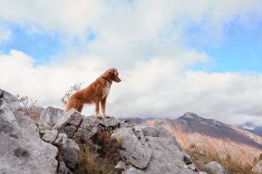 Bir Nova Scotia Duck Tolling Retriever kayalık bir dağın tepesinde manzaralı bir zemin üzerinde duruyor. Köpek uçsuz bucaksız vahşi doğaya bakıyor, macera duygusunu artırıyor..