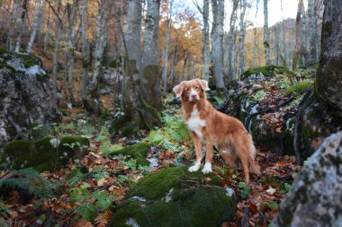 Nova Scotia Duck Tolling Retriever, düşen sonbahar yapraklarıyla çevrili bir orman yolunu araştırıyor. Yoğun ağaçlar ve renkli yapraklar resim gibi bir ortam oluşturuyor..