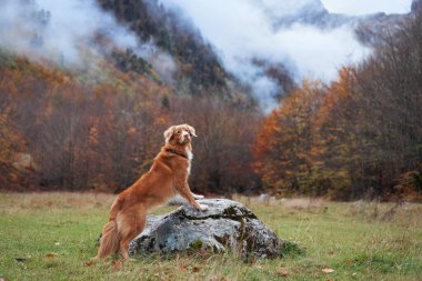 Bir Nova Scotia Duck Tolling Retriever bir kayanın üzerinde duruyor ve uzak dağlara bakıyor. Köpek sonbahar ağaçlarıyla çevrili, macera ve keşif hissi katıyor..