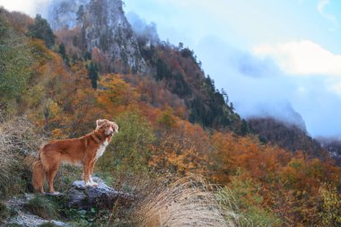Bir Nova Scotia Duck Tolling Retriever orman dağlarındaki kayalık bir patika boyunca yürüyüş yapar. Çevreleyen ağaçlar ve engebeli arazi yürüyüşü hem zorlu hem de manzaralı kılıyor..