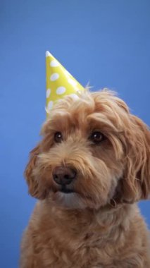 Mavi arka planda parti şapkası takan bir Doodle köpeği. Köpek neşeli ve neşeli görünüyor, sahneye bir kutlama hissi katıyor..