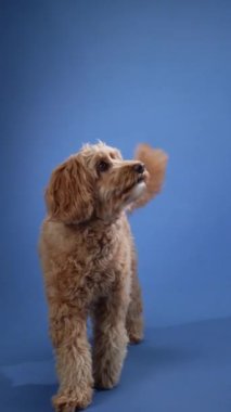 Mavi arka planda duran bir Doodle köpeği. Köpek meraklı ve hazır görünüyor. Etkileşime hazır..